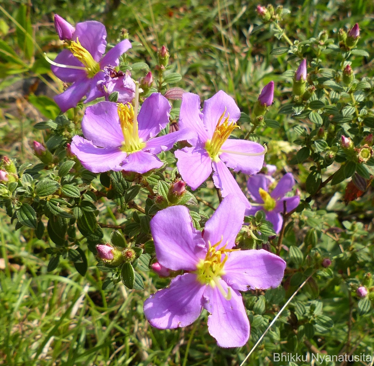Osbeckia parvifolia Arn.